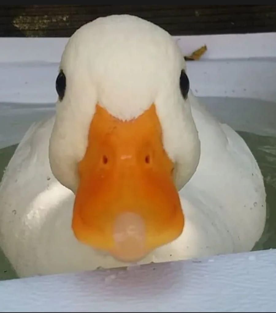Profil de Zyad, 38 ans, Sites gay à Zweidlen (Zurich)